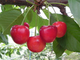 さくらんぼ狩り 山梨 いいじまフルーツ観光園 紅てまり
