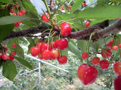 さくらんぼ狩り 山梨 いいじまフルーツ観光園