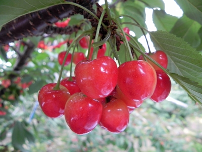 さくらんぼ狩り 山梨 いいじまフルーツ観光園