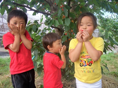 さくらんぼ狩り 山梨 いいじまフルーツ観光園