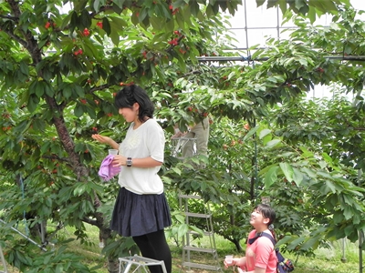 さくらんぼ狩り 山梨 いいじまフルーツ観光園