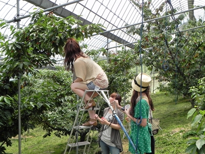 さくらんぼ狩り 山梨 いいじまフルーツ観光園