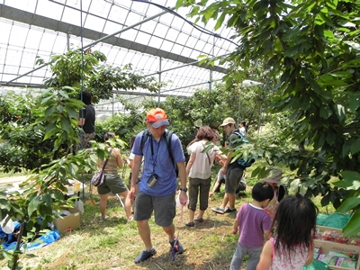 さくらんぼ狩り 山梨 いいじまフルーツ観光園