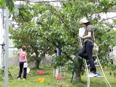 さくらんぼ狩り 山梨 いいじまフルーツ観光園