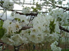 さくらんぼ 山梨 いいじまフルーツ観光園 成長 日記