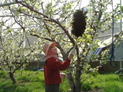 さくらんぼ 山梨 いいじまフルーツ観光園 成長 日記