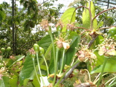 さくらんぼ 山梨 いいじまフルーツ観光園 成長 日記