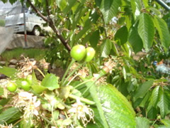 さくらんぼ 山梨 いいじまフルーツ観光園 成長 日記