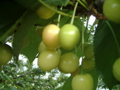 さくらんぼ 山梨 いいじまフルーツ観光園 成長 日記