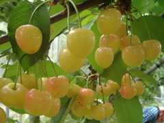 さくらんぼ 山梨 いいじまフルーツ観光園 成長 日記