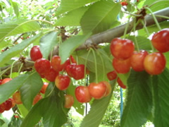 さくらんぼ 山梨 いいじまフルーツ観光園 成長 日記