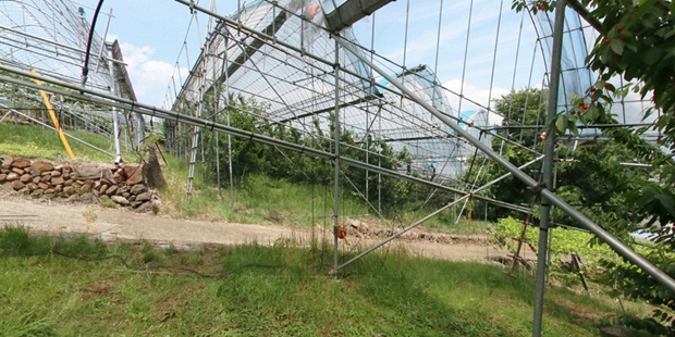 さくらんぼ 狩り 山梨 いいじまフルーツ観光園