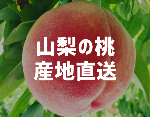 さくらんぼ 狩り 山梨 いいじまフルーツ観光園 産地直送
