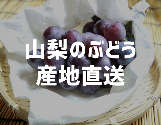 さくらんぼ 狩り 山梨 いいじまフルーツ観光園 産地直送