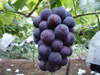 ぶどう（藤稔）