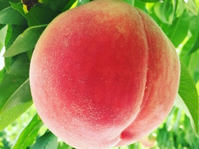 桃狩り 山梨 いいじまフルーツ観光園