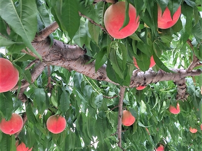 桃狩り 山梨 いいじまフルーツ観光園