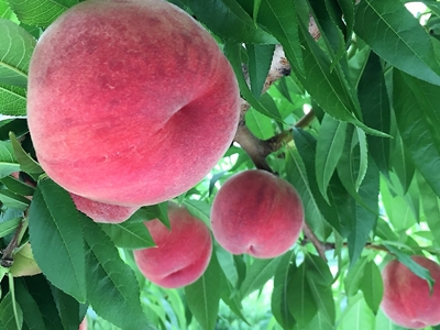 桃狩り 山梨 いいじまフルーツ観光園