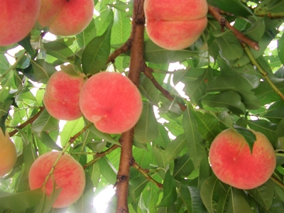 桃狩り 山梨 いいじまフルーツ観光園