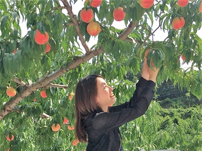 桃狩り 山梨 いいじまフルーツ観光園
