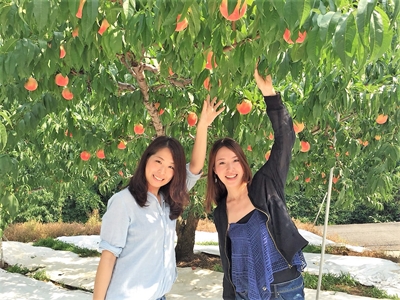 桃狩り 山梨 いいじまフルーツ観光園