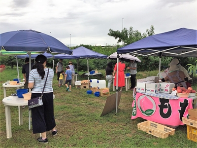 桃狩り 山梨 いいじまフルーツ観光園