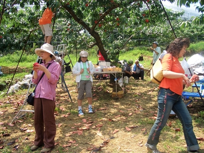桃狩り 山梨 いいじまフルーツ観光園