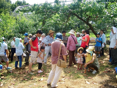 桃狩り 山梨 いいじまフルーツ観光園
