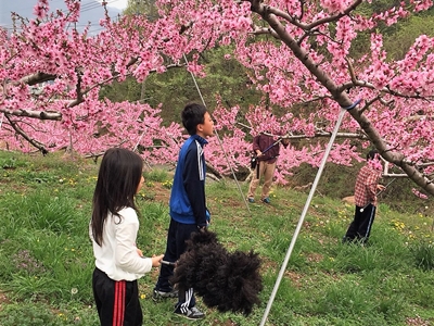 桃狩り 山梨 いいじまフルーツ観光園