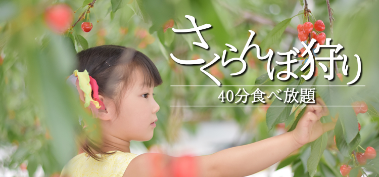 さくらんぼ狩り 山梨 いいじまフルーツ観光園 40分 食べ放題